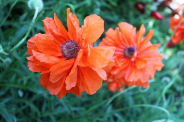 güzel haşhaş çiçekleri