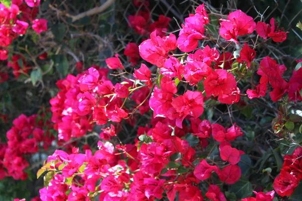 Gyönyörű bougainvillea virágok — Stock Fotó