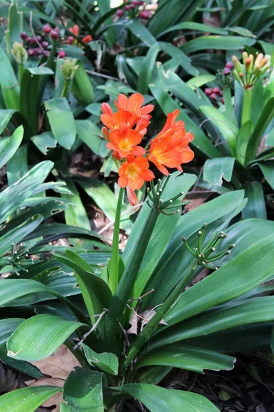 Belles fleurs clivia — Photo