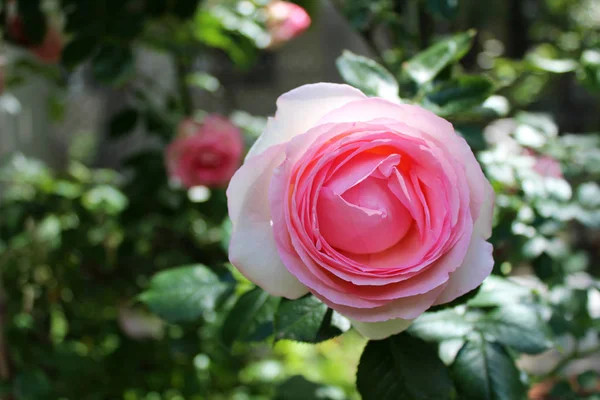 Bellissimo fiore di rosa — Foto Stock