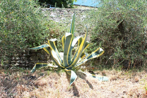 Bella pianta di aloe vera — Foto Stock