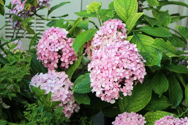 Beautiful hydrangea flowers — Stock Photo, Image