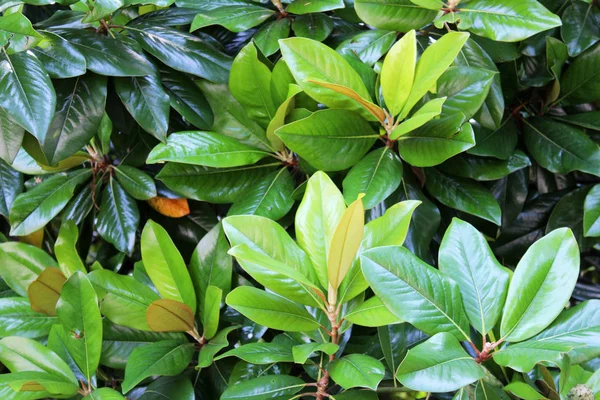 Прекрасне свіже зелене листя — стокове фото