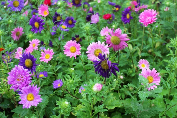 Belas flores aster — Fotografia de Stock