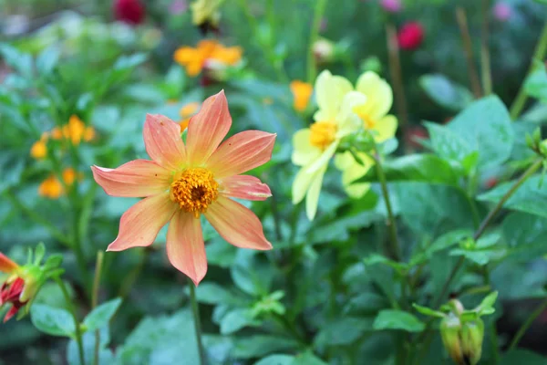 Beautiful dahlia flowers — Stock Photo, Image