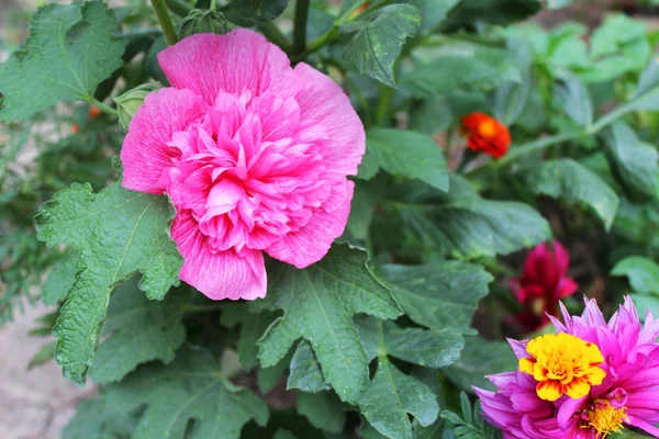 Beautiful malva flowers — Stock Photo, Image