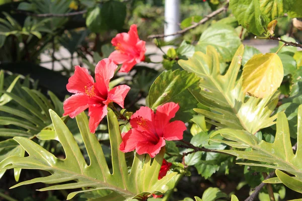 Gyönyörű hibiszkusz virágok — Stock Fotó