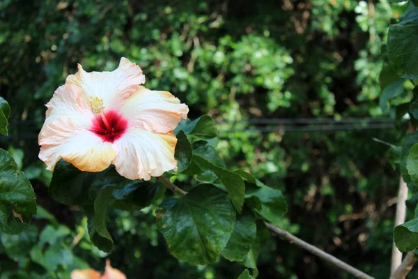 Belles fleurs d'hibiscus — Photo