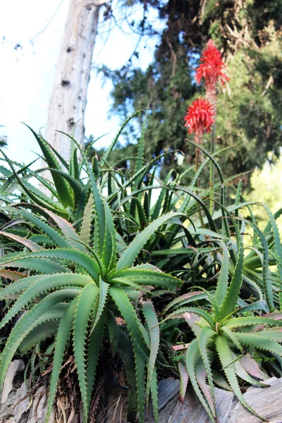 Belles plantes d'aloe vera — Photo