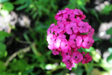 güzel karanfil çiçek