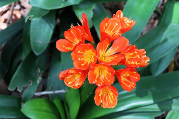 Belles fleurs clivia — Photo