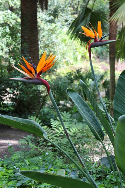 Magnifique oiseau de fleurs paradisiaques — Photo