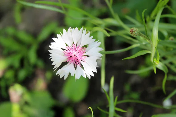 Bonita flor de milho rosa — Fotografia de Stock