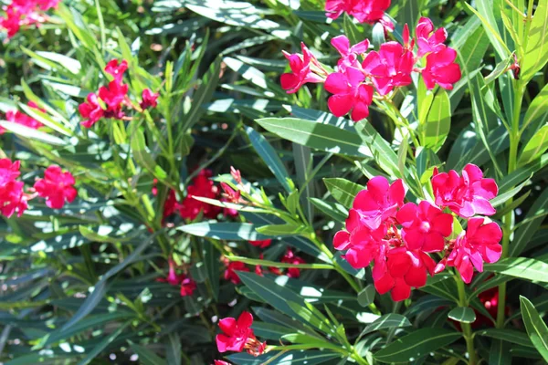 Beautiful bougainvillea flowers — Stock Photo, Image