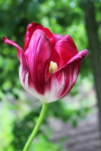 Красивый цветок тюльпан — стоковое фото