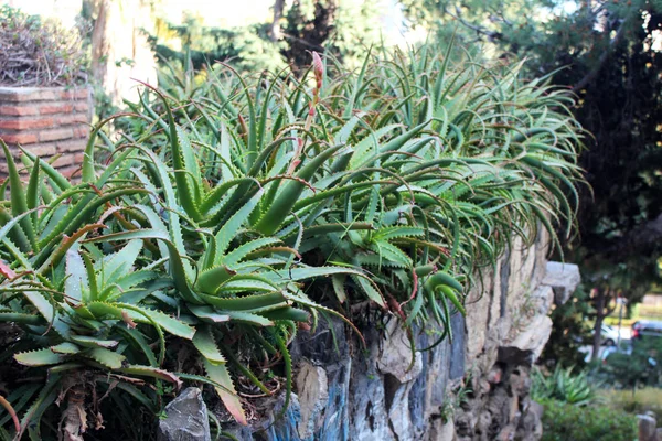 Piękny aloe vera roślin — Zdjęcie stockowe