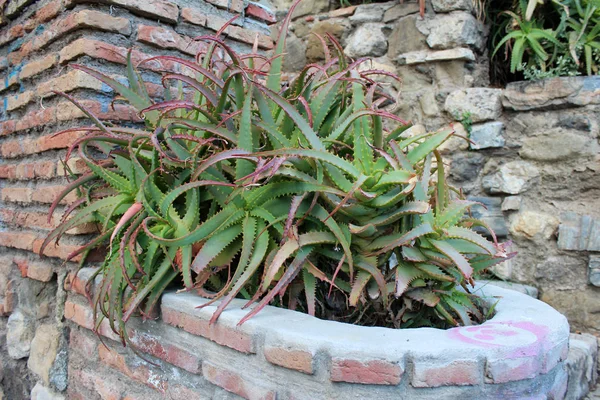 Rostliny krásné aloe vera — Stock fotografie