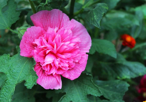 Beautiful malva flower — Stock Photo, Image