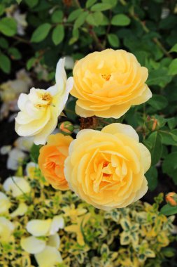 Güzel gül çiçekleri