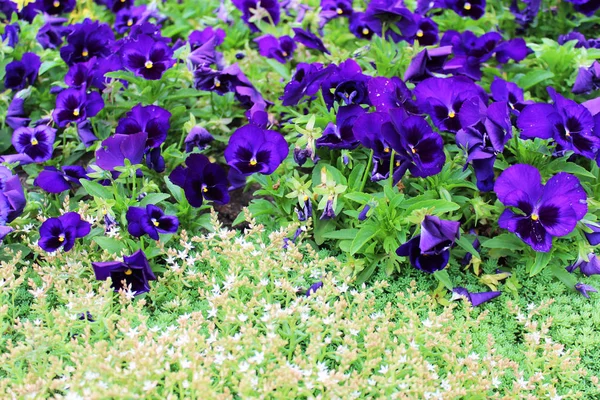 Beautiful pansy flowers — Stock Photo, Image