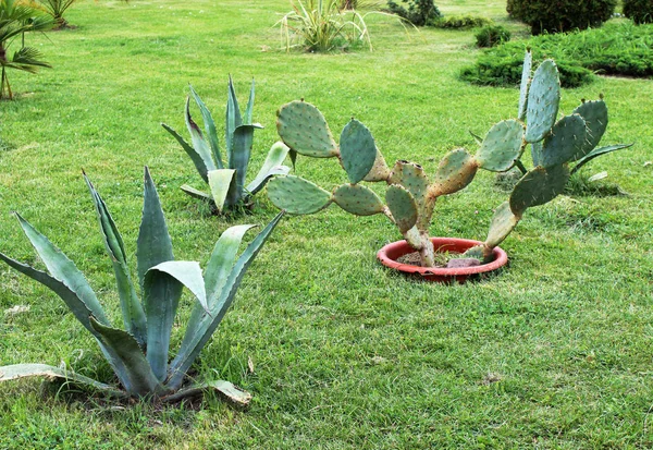 Belas plantas suculentas — Fotografia de Stock