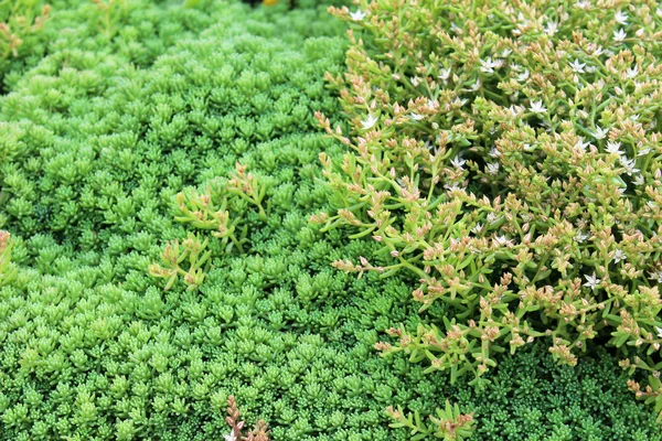 美丽的肉质植物 — 图库照片