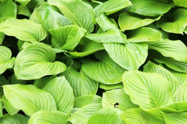 güzel yeşil yapraklar