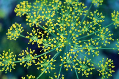 güzel dereotu çiçekler