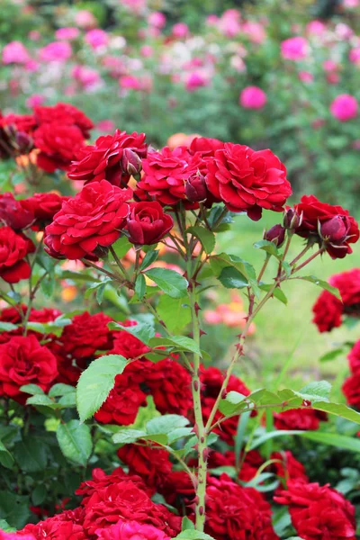 Όμορφα λουλούδια τριαντάφυλλου — Φωτογραφία Αρχείου