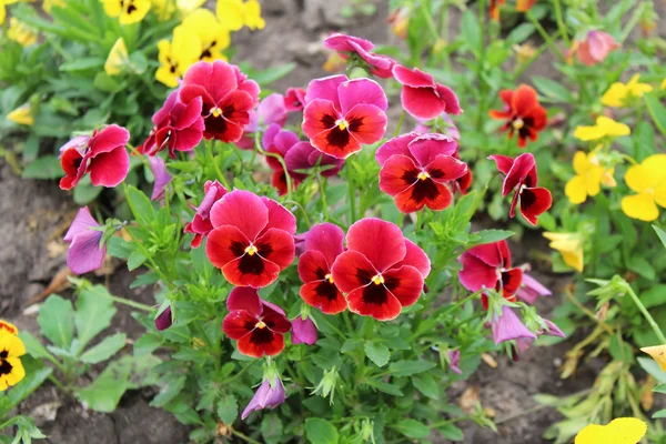 Beautiful pansy flowers — Stock Photo, Image