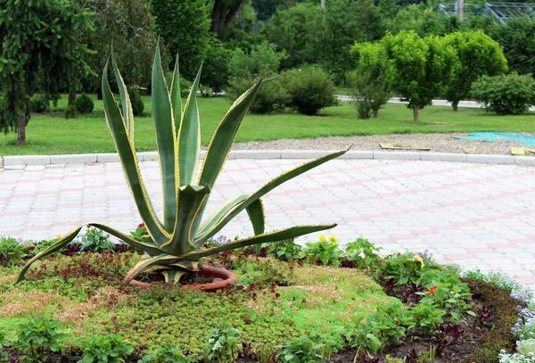 Krásný aloe vera rostlina — Stock fotografie