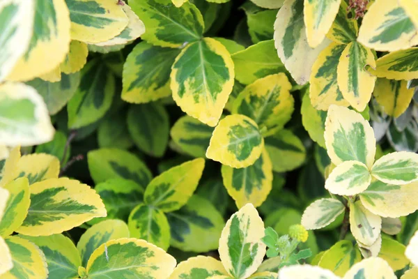 Mooie gele groene bladeren — Stockfoto