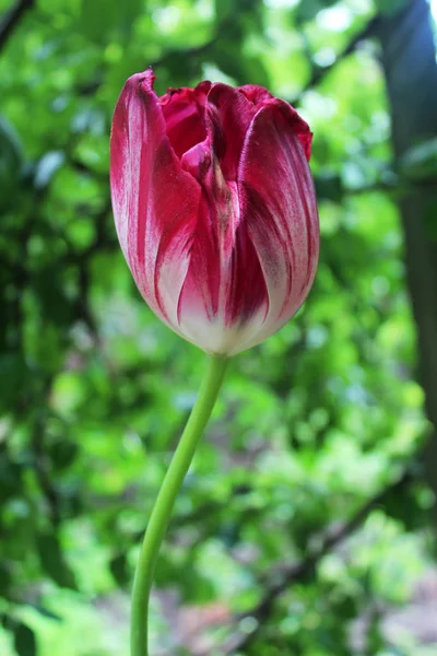 Beautiful tulip flower — Stock Photo, Image