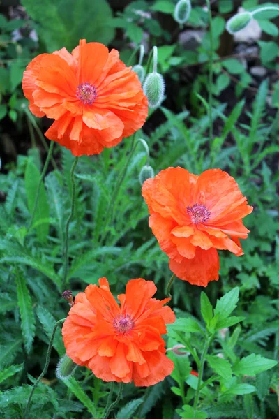 Beautiful poppy flowers — Stock Photo, Image