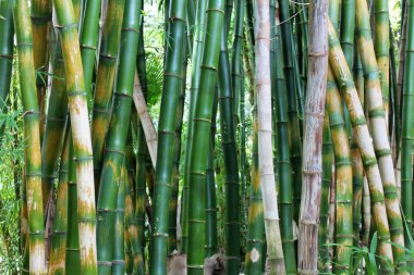 Yeşil Bambu Ormanı