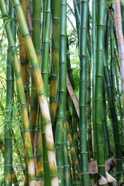 Yeşil Bambu Ormanı