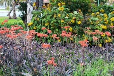 aloe vera güzelleşmek