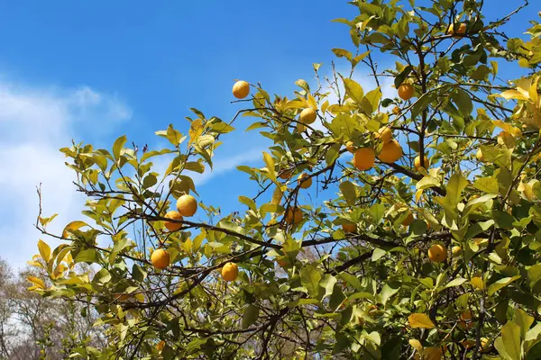 Lemons hanging on tree — Stock Photo, Image