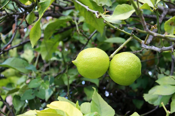 Limones colgando de un árbol — Foto de Stock