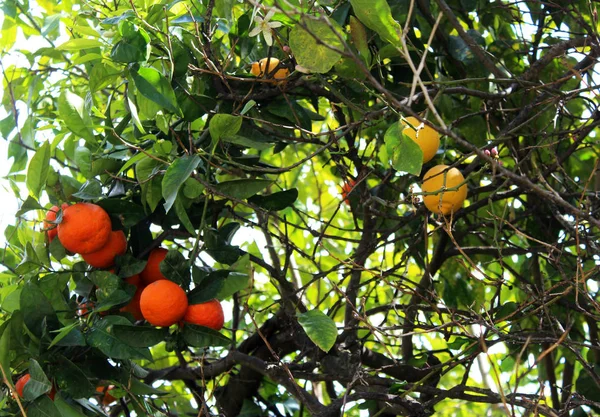 Limones y naranjas colgados de un árbol — Foto de Stock