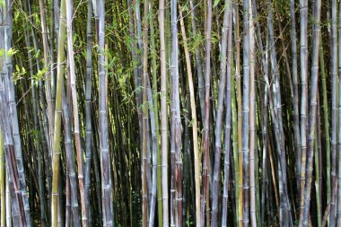 Yeşil Bambu Ormanı