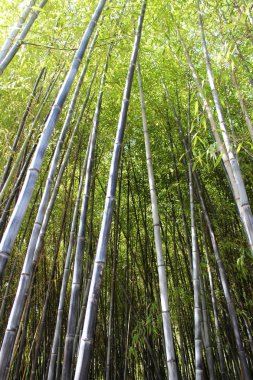 Yeşil Bambu Ormanı