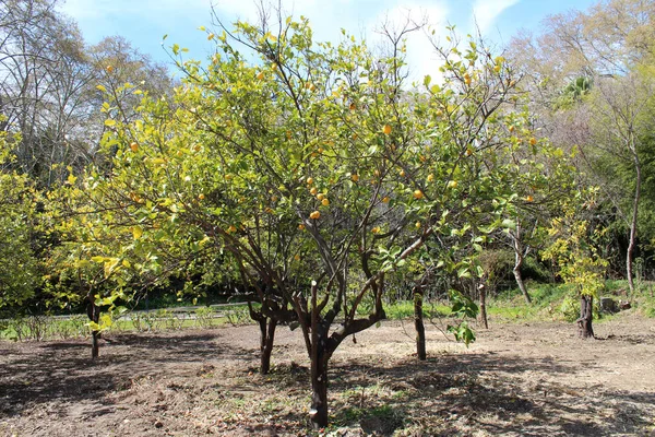 Limoneros en el jardín — Foto de Stock