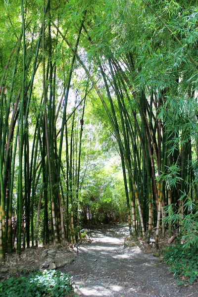 Bosque de bambú verde — Foto de Stock