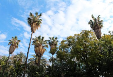 green palm trees
