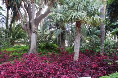 Tropik palmiye ağaçları