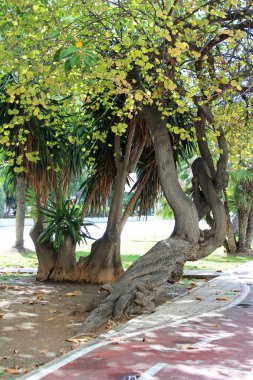 yaşlı Ağaçların kökleri ile