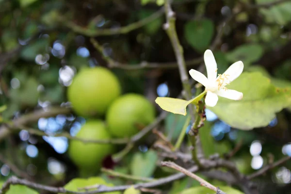 Limones colgando de un árbol — Foto de Stock