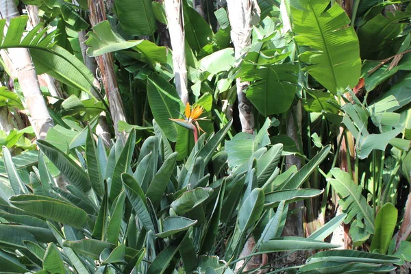 Hermoso pájaro del paraíso flores — Foto de Stock