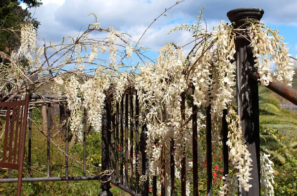 Όμορφη wisteria λουλούδια — Φωτογραφία Αρχείου